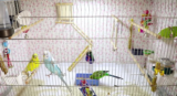 Top 5 Best Bird Cage